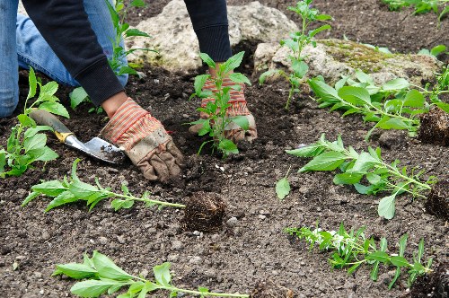 Professional lawn mowing services in Chelsea